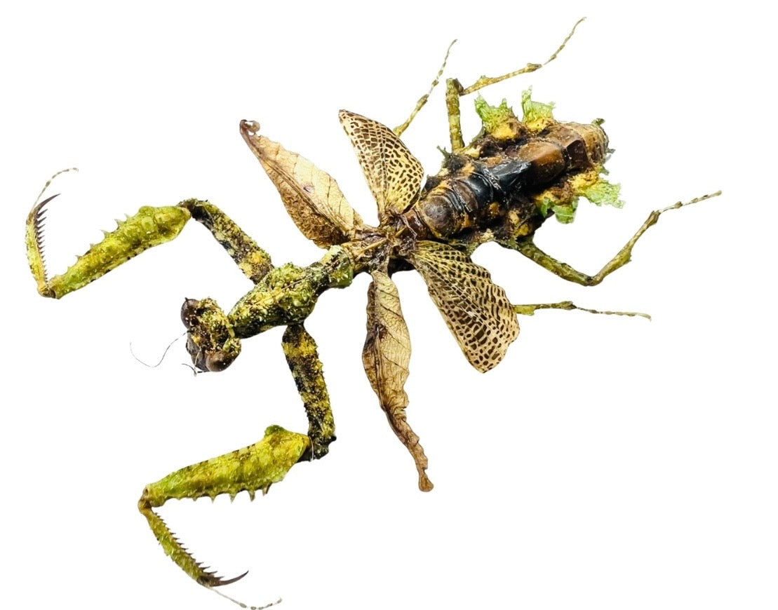 Mantidae sp.