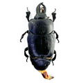 Oxysternus maximus