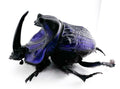 Coprophanaeus lancifer 50mm