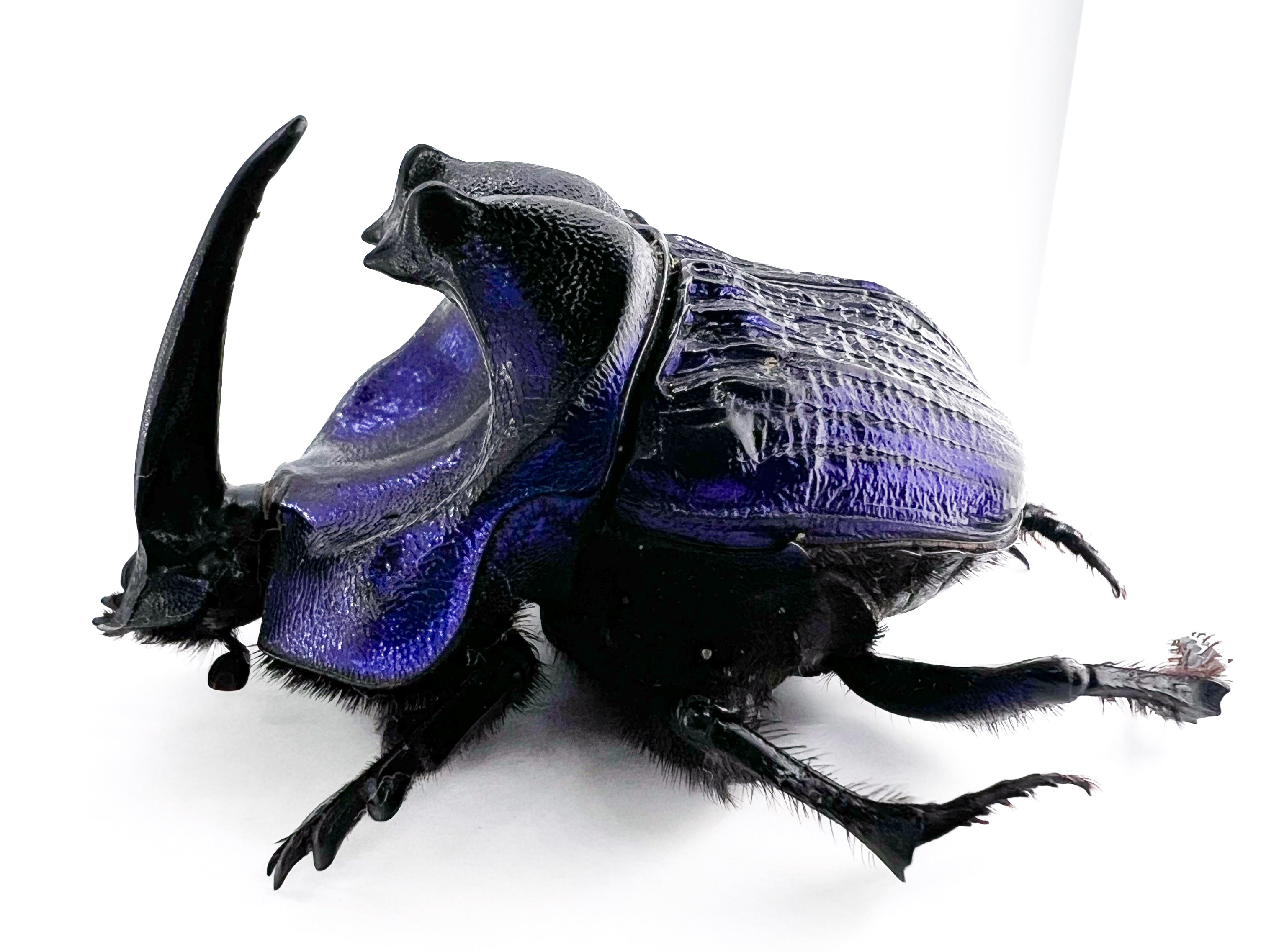 Coprophanaeus lancifer 50mm
