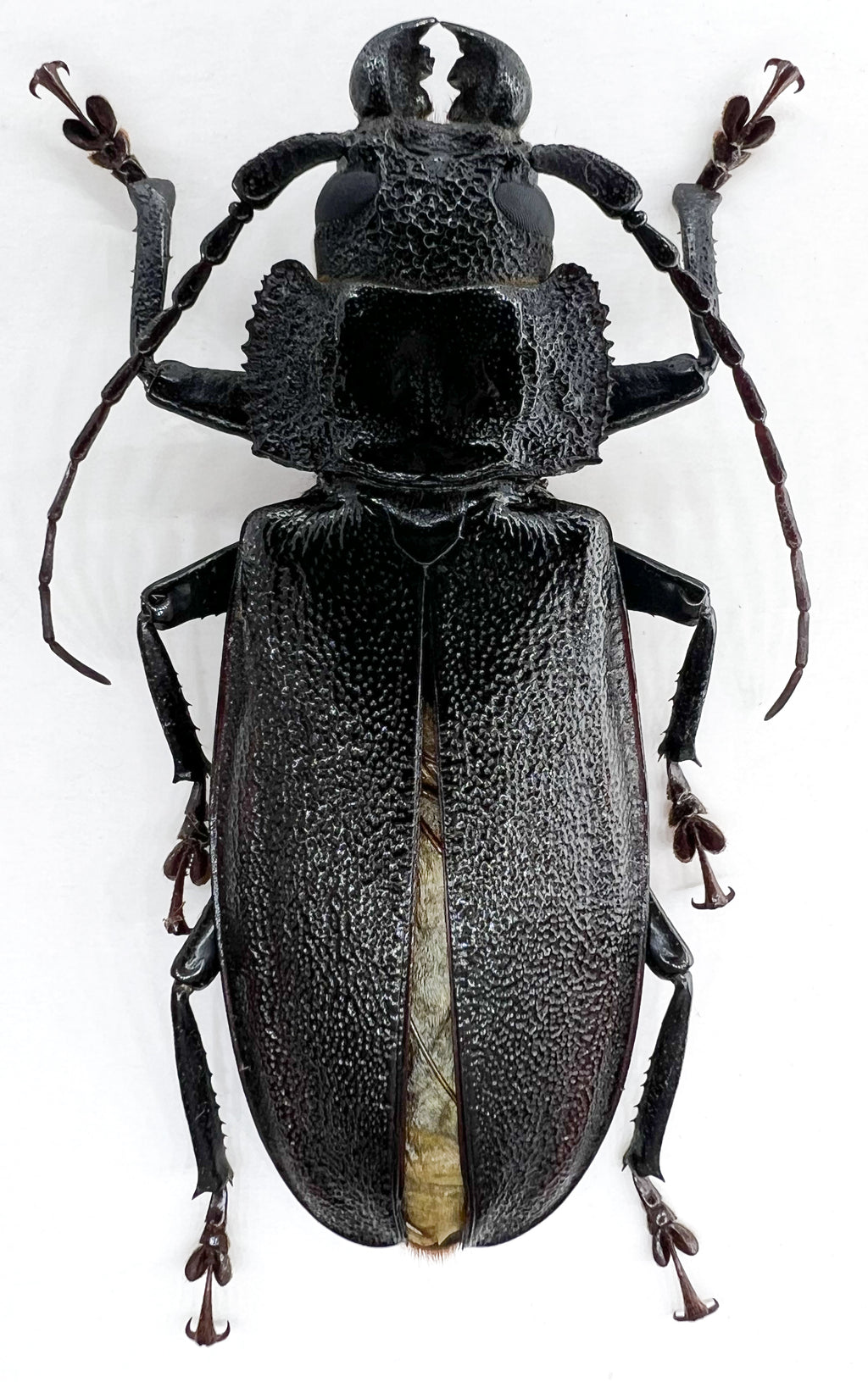 Physopleurus longiscapus male 57mm