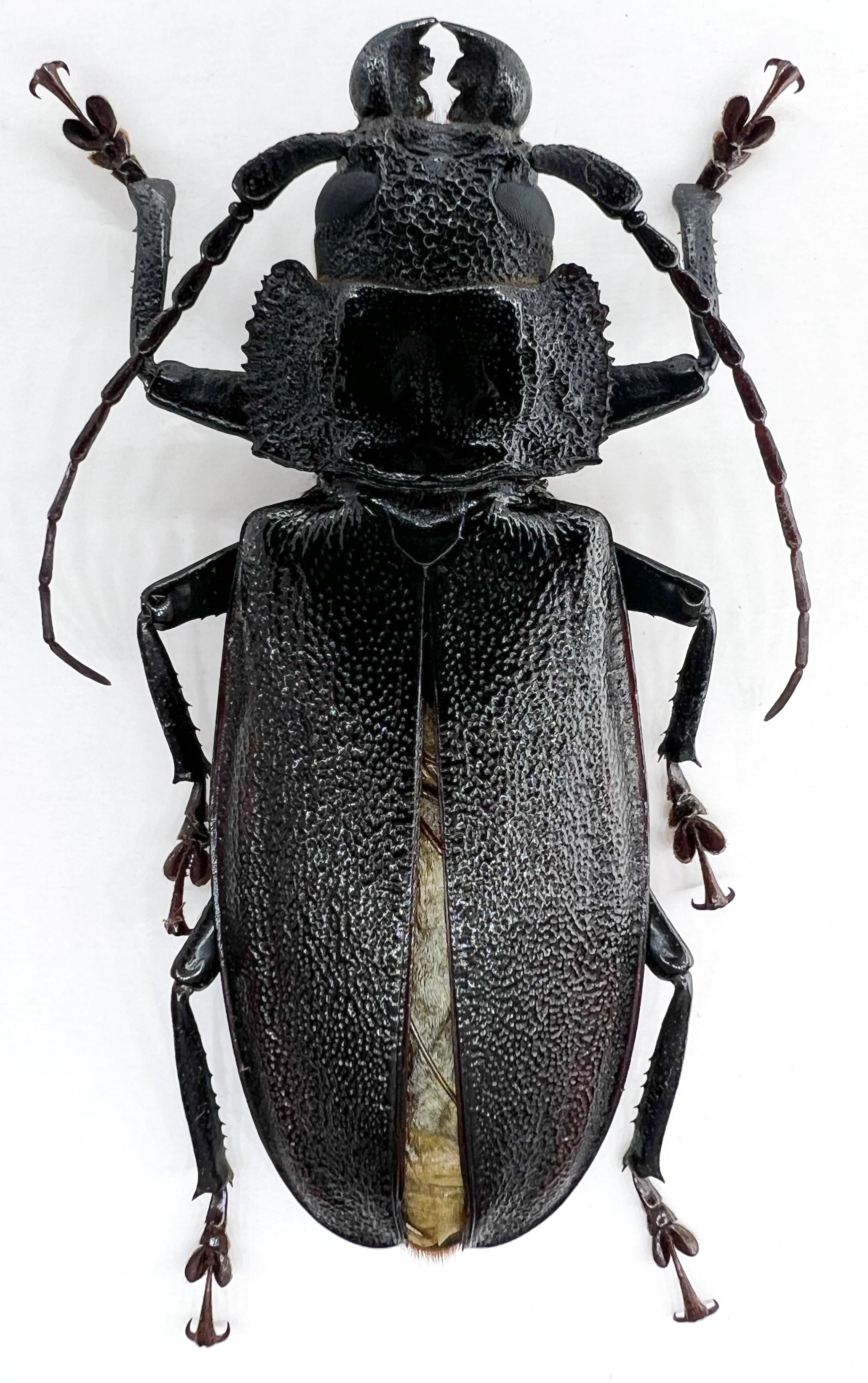 Physopleurus longiscapus male 57mm