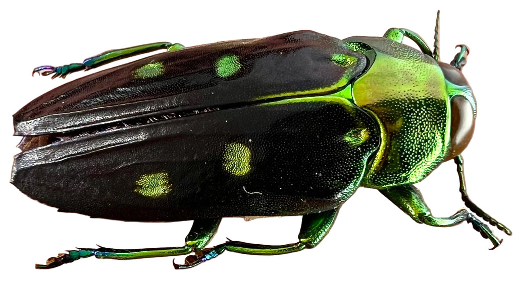 Colobogaster peruviana