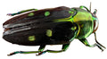 Colobogaster peruviana
