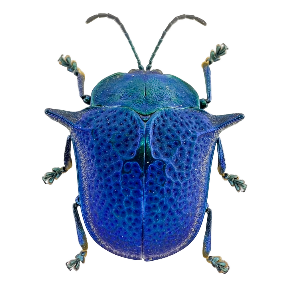 Omocerus sp? Blue form