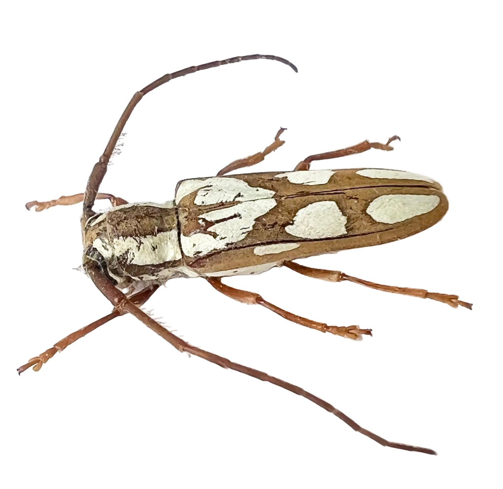 Adesmus turrialba