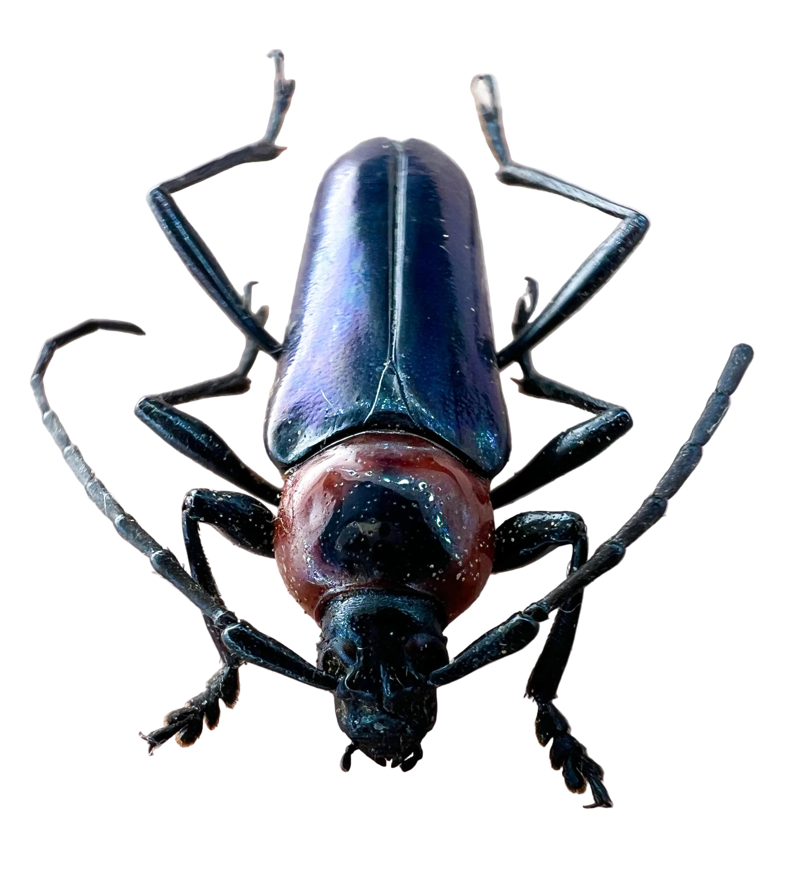 Galissus cyaneipennis