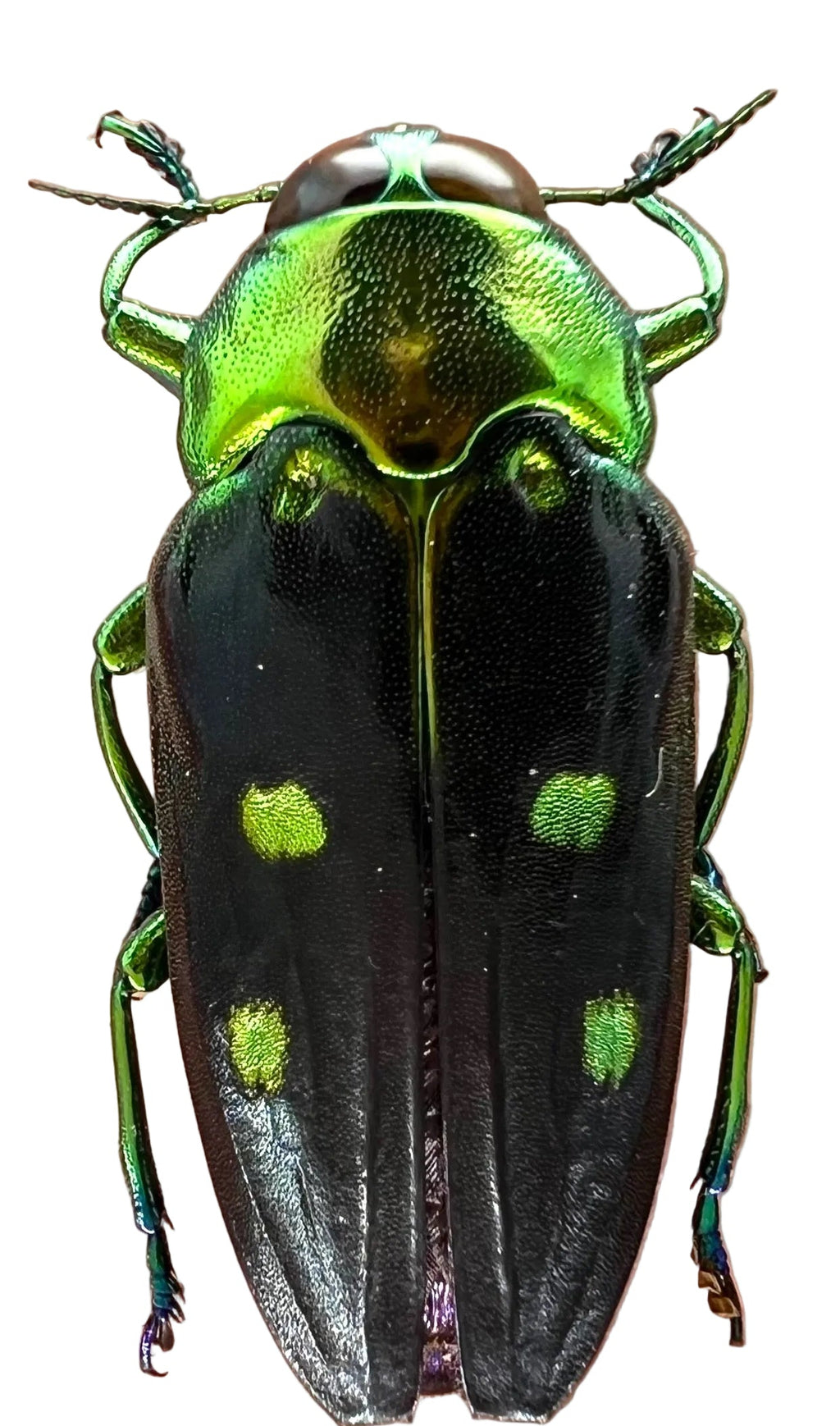 Colobogaster peruviana