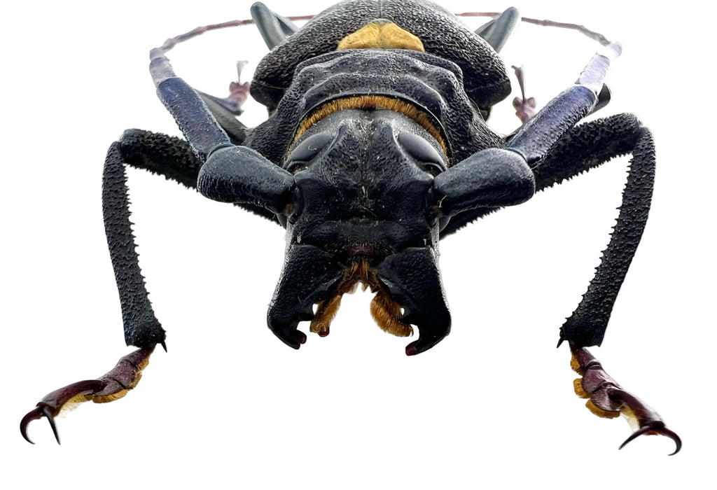 Mallaspis scutellaris