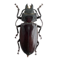 Mallodon spinibarbis female