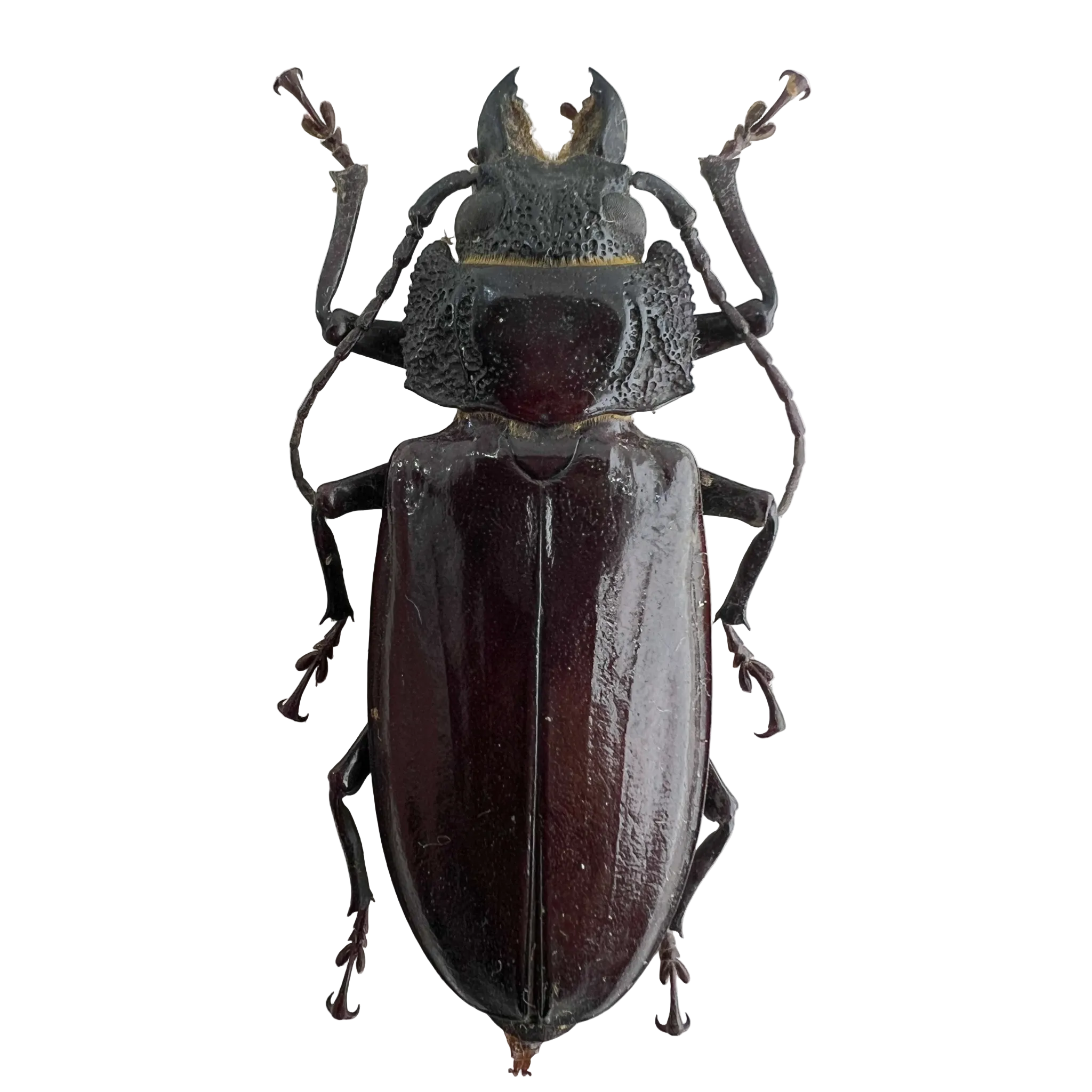 Mallodon spinibarbis female