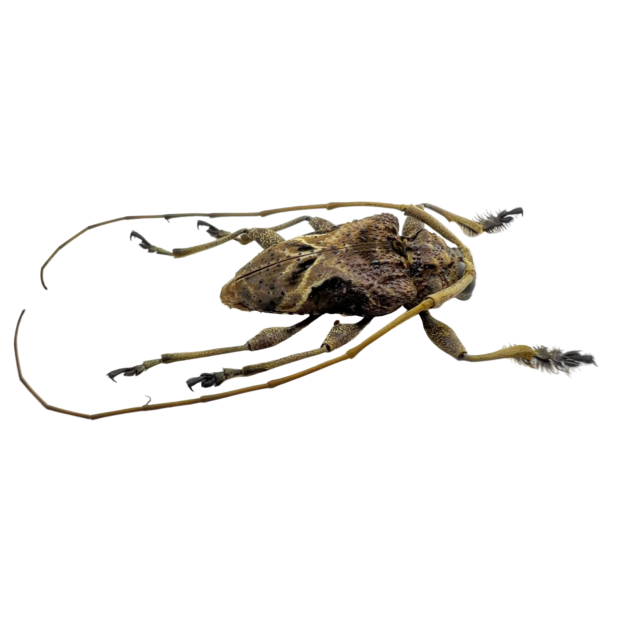 Lagocheirus araneiformis
