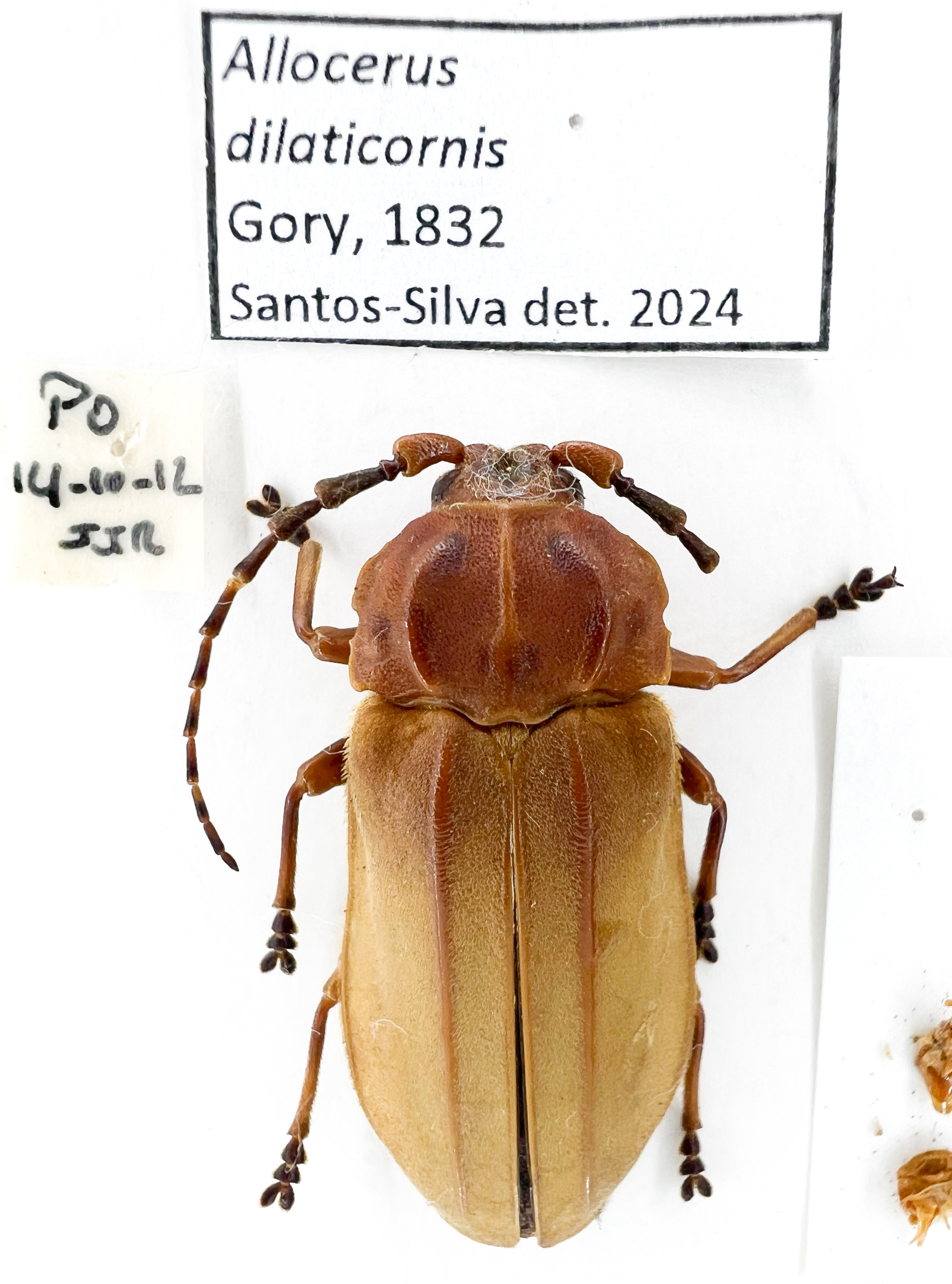 Allocerus dilaticorne