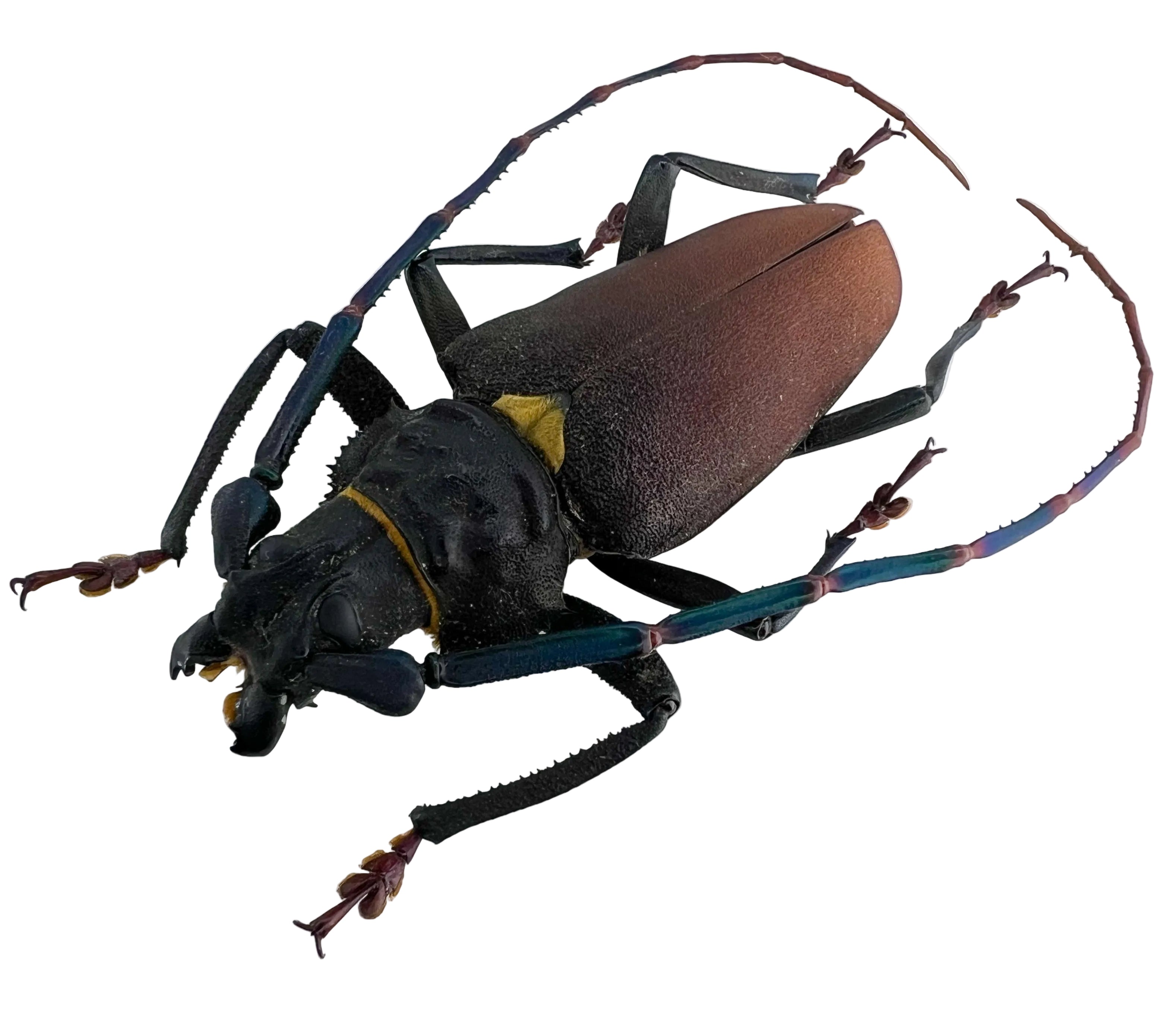 Mallaspis scutellaris