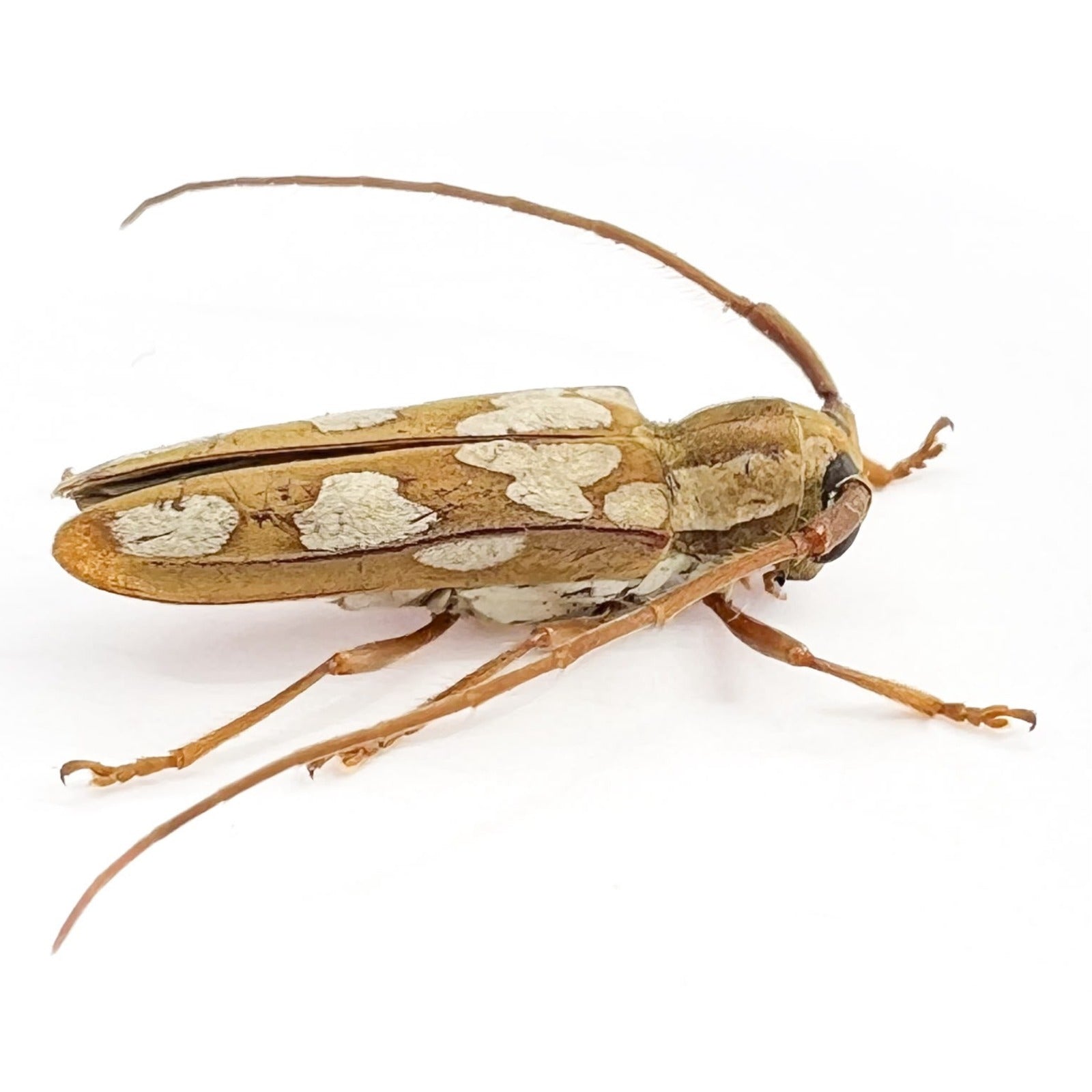 Adesmus turrialba