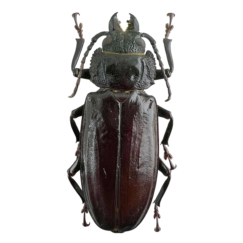 Mallodon spinibarbis female
