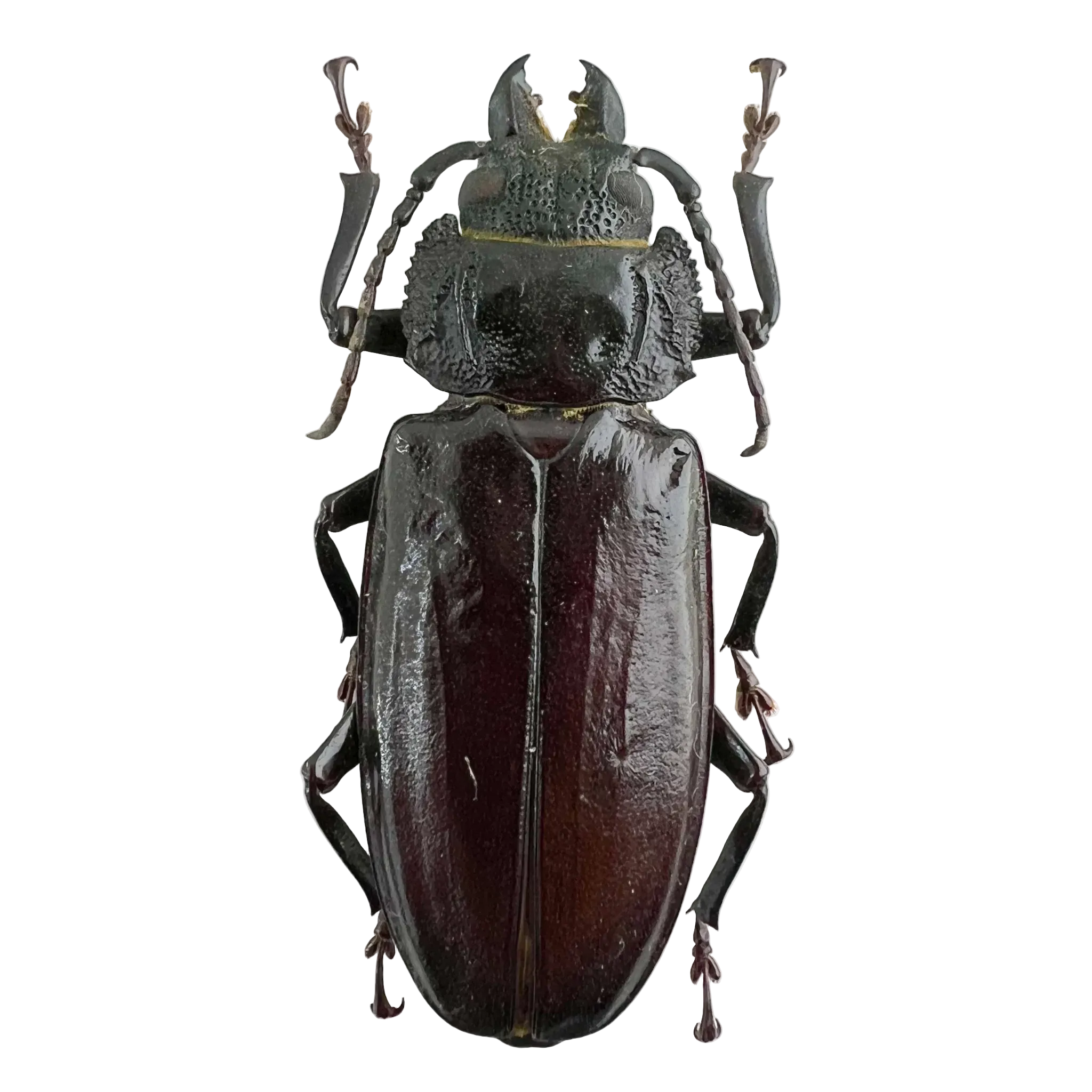 Mallodon spinibarbis female