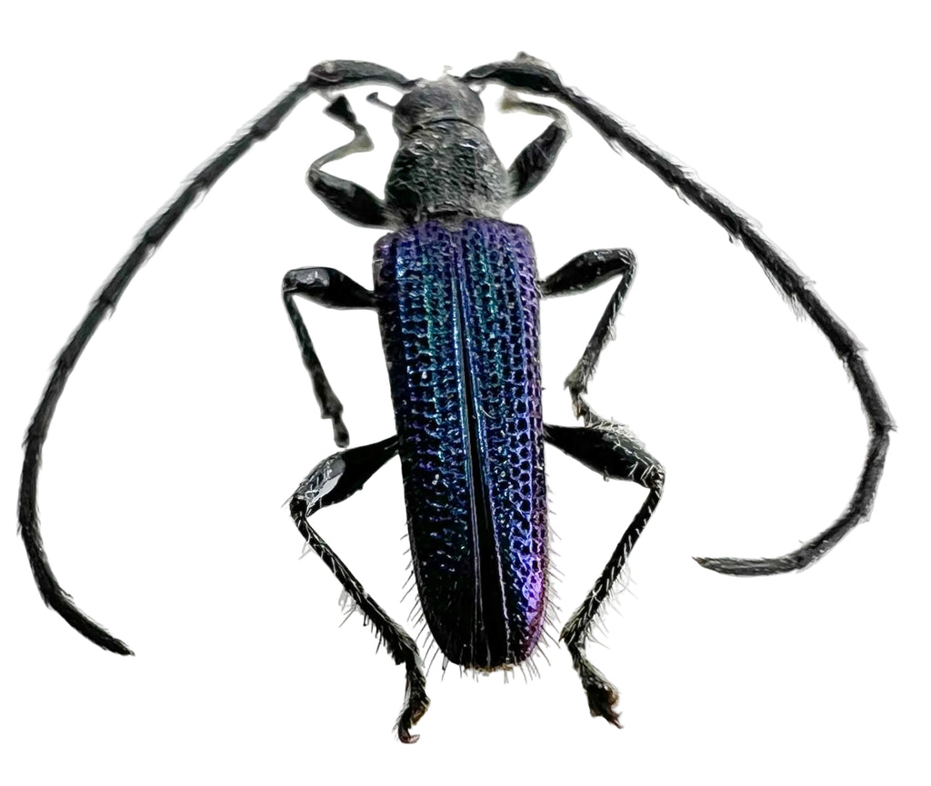 Cerambycidae