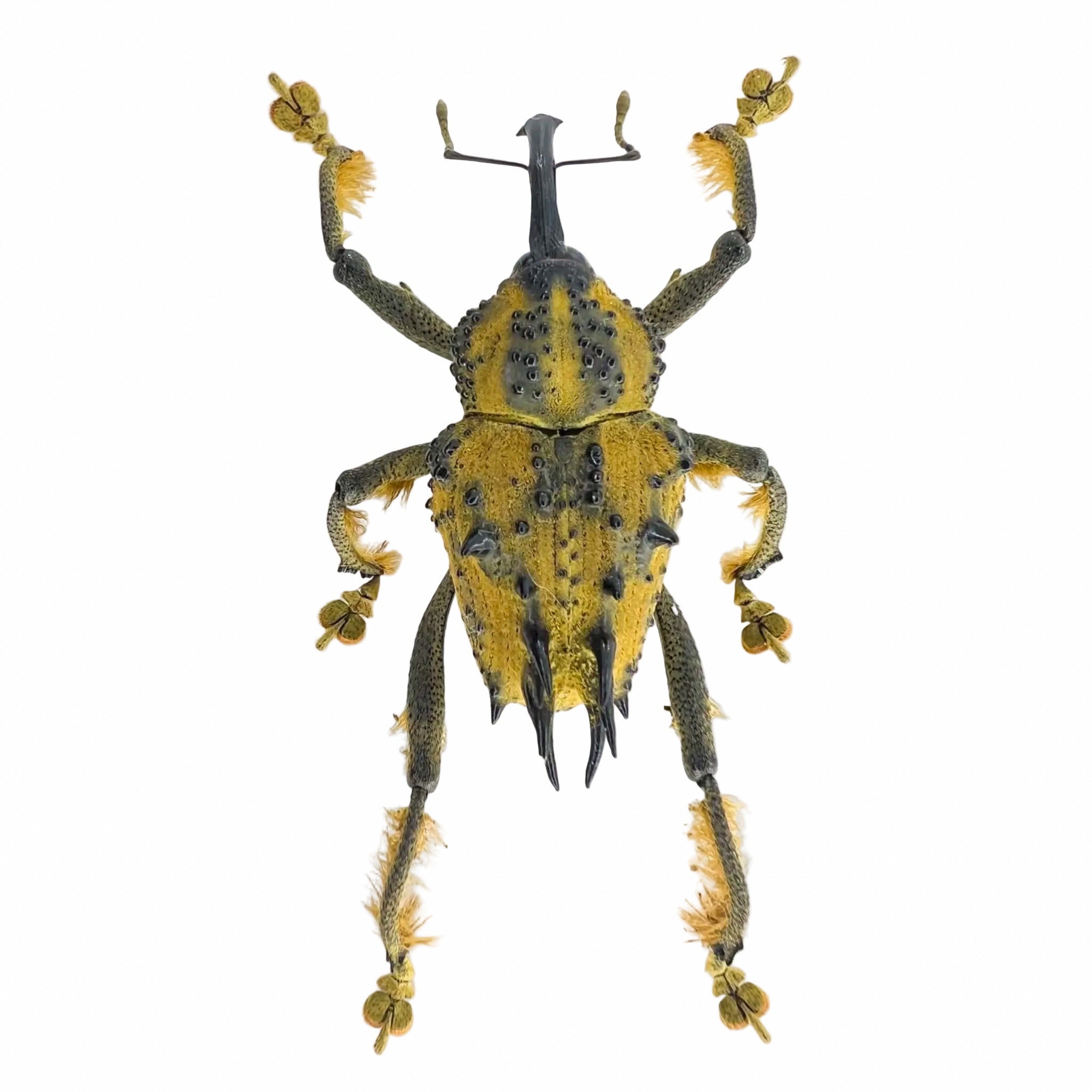 Ozopherus muricatus