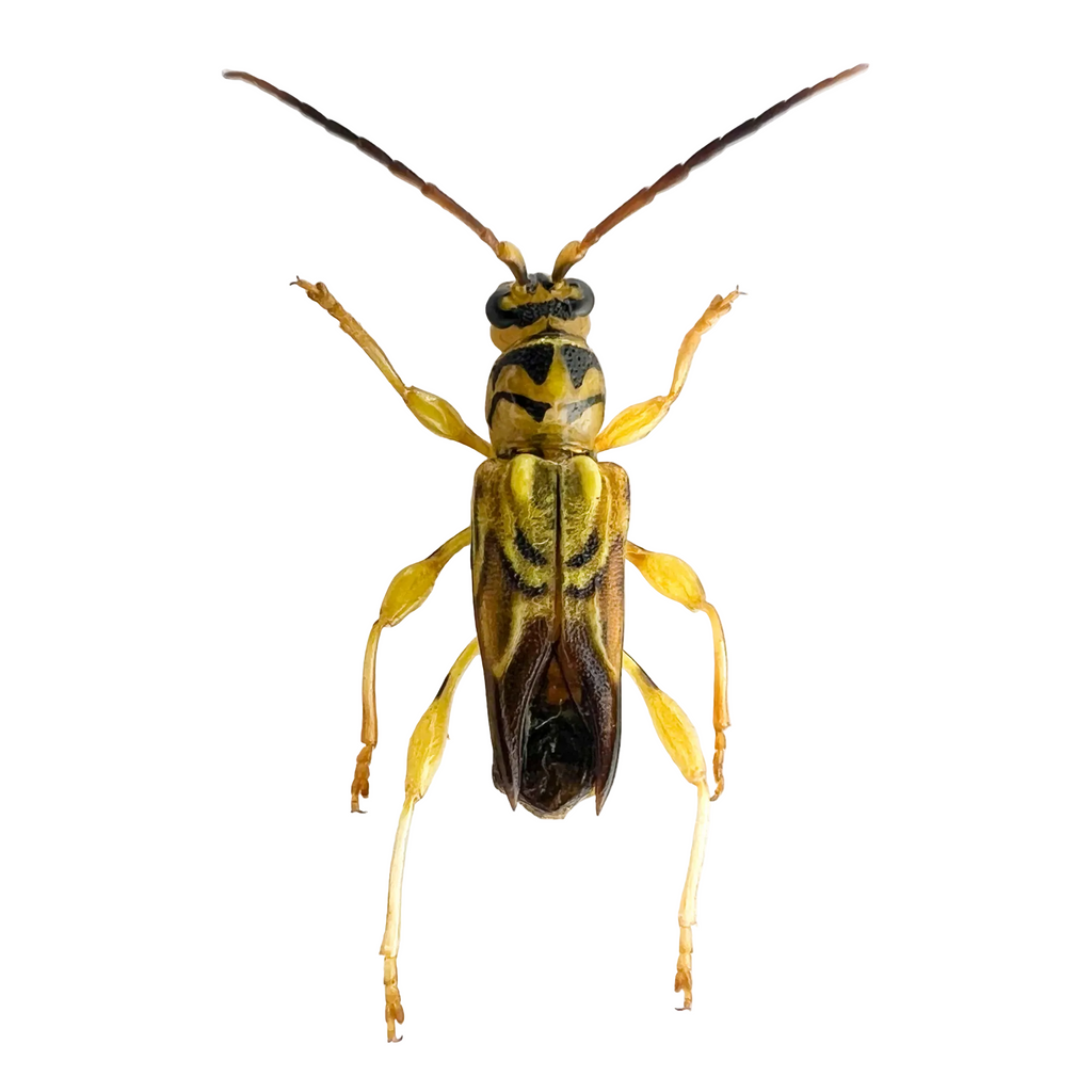 Catorthontus collaris