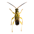 Catorthontus collaris