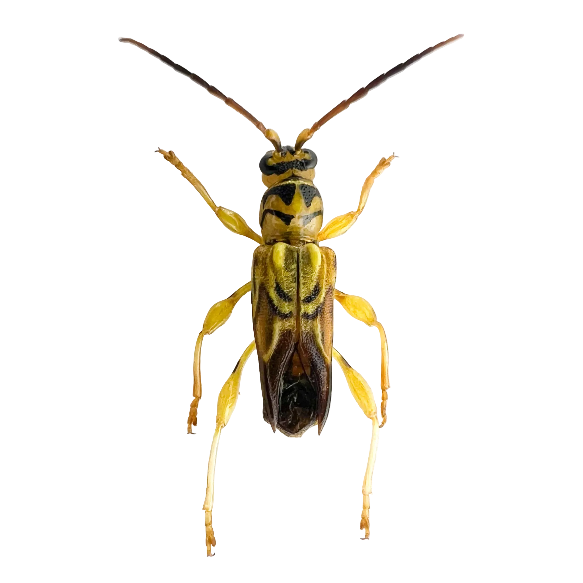 Catorthontus collaris