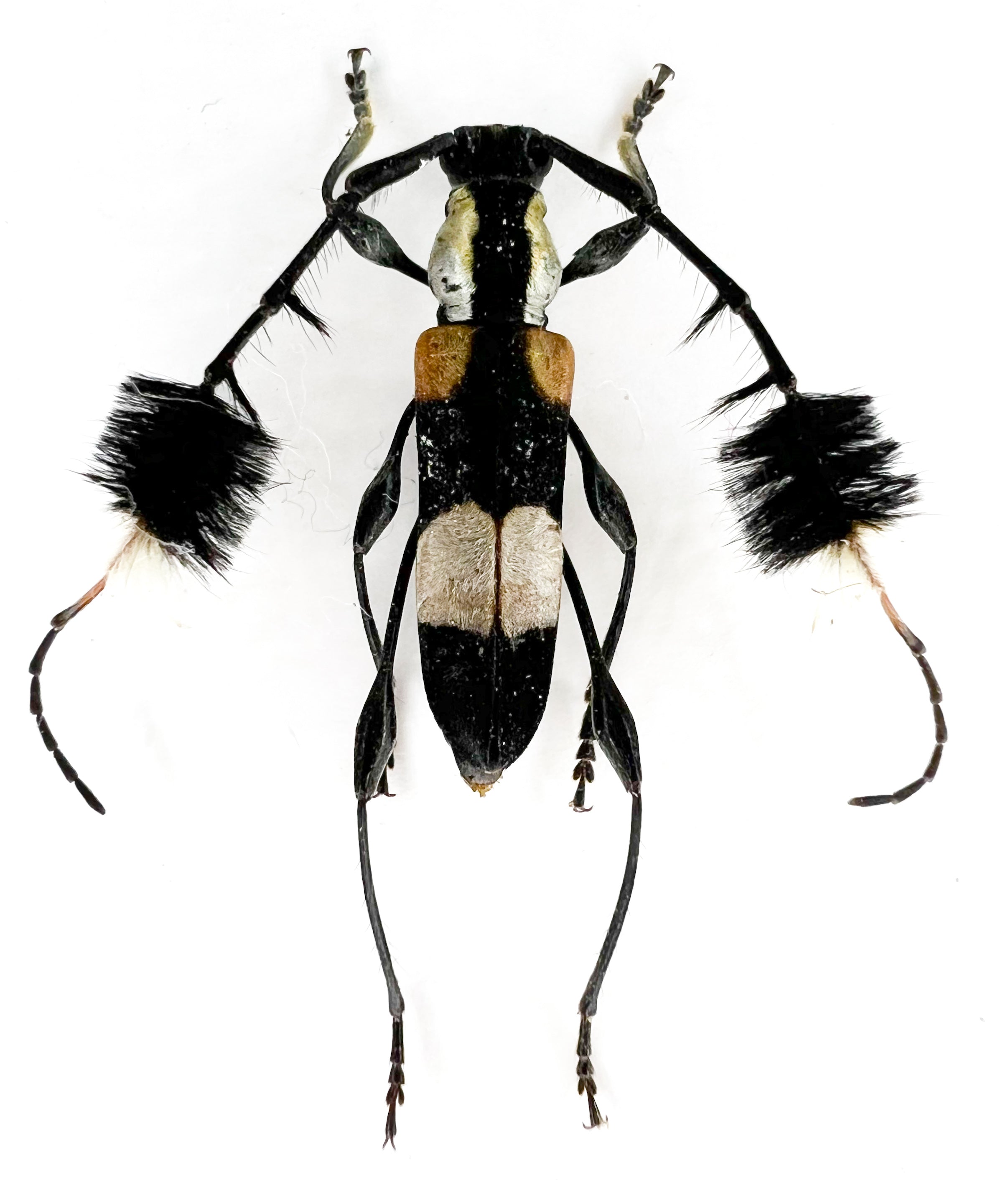 Cosmisoma ammiralis