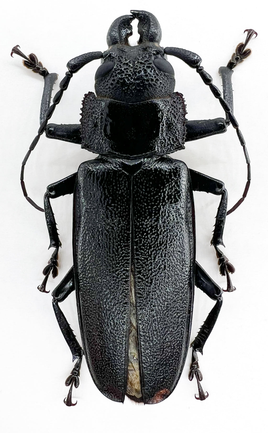 Physopleurus longiscapus male 65mm