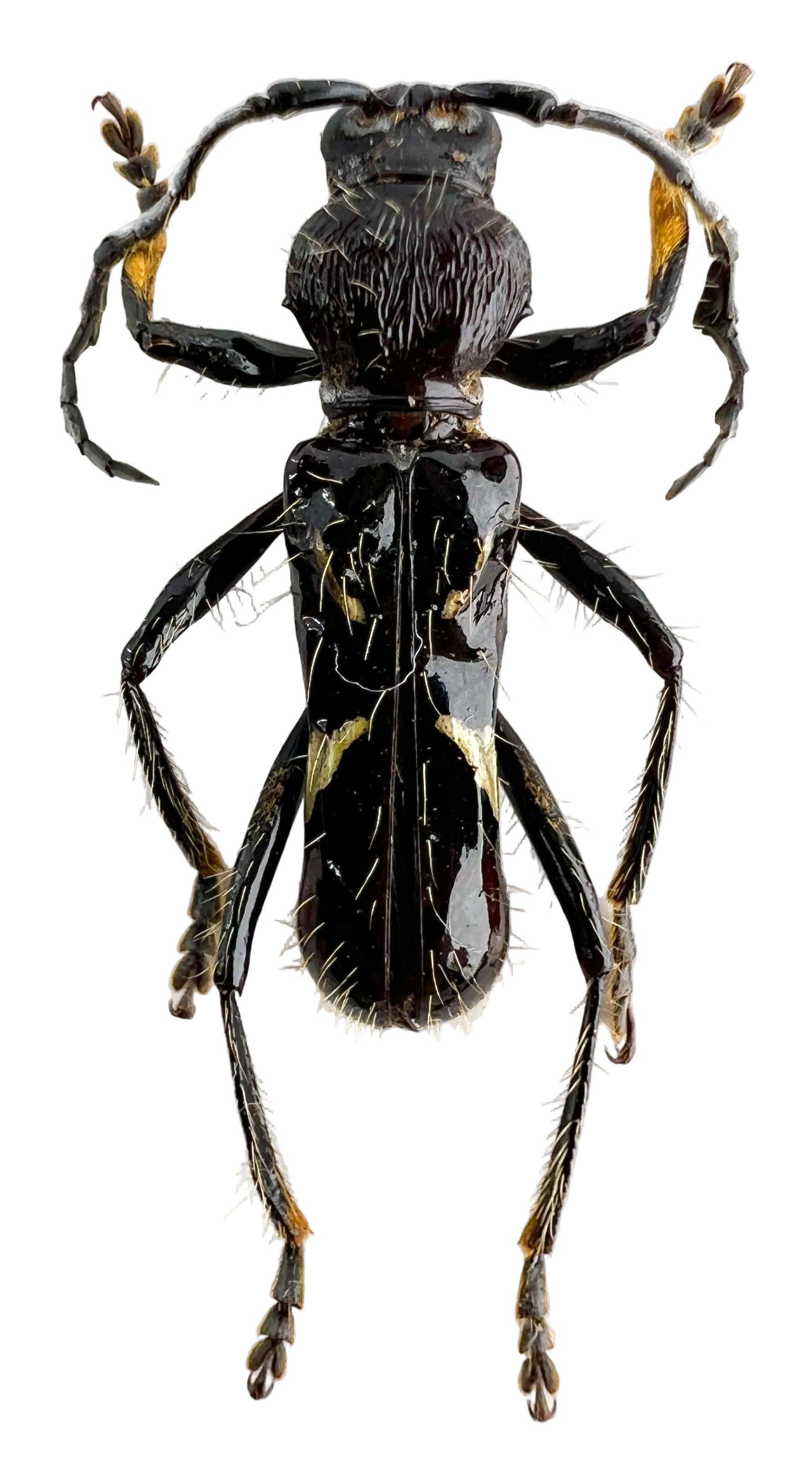 Stenygra angustata