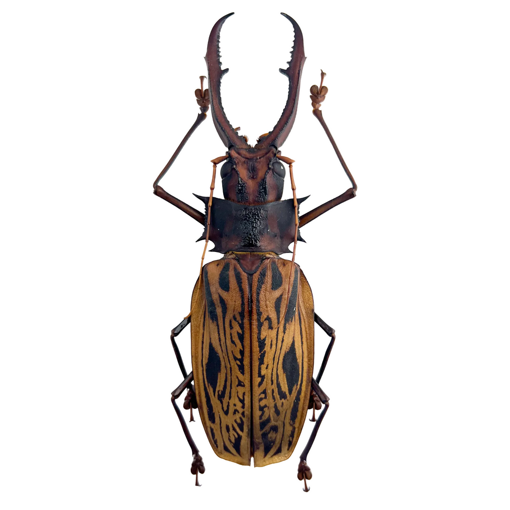 Macrodontia Cervicornis 157mm BIG!!