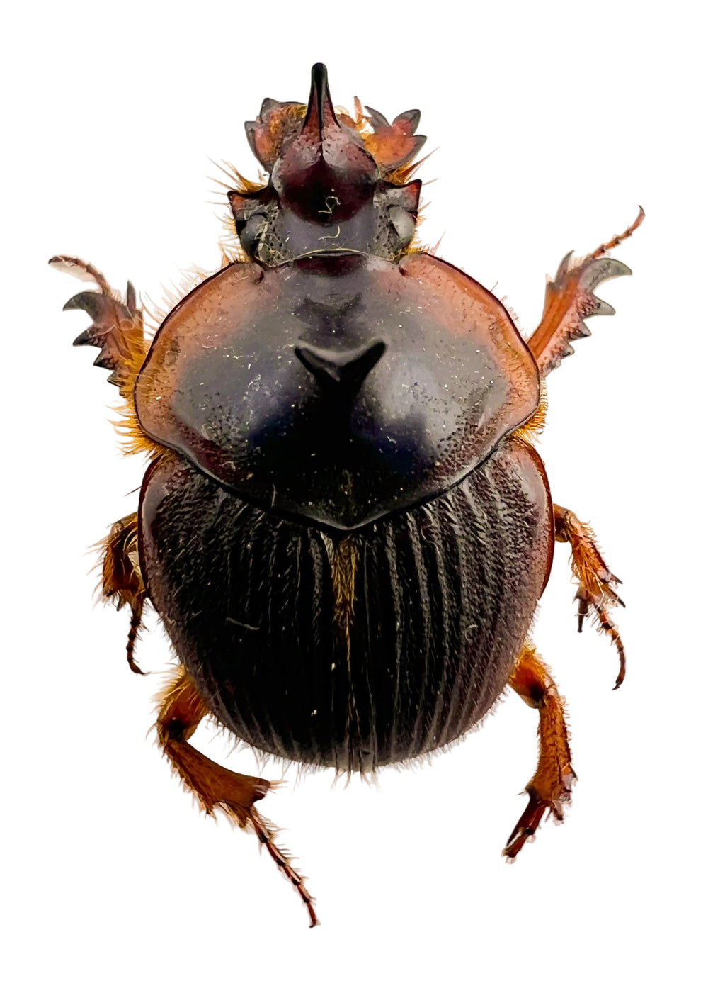 Athyreus bellator