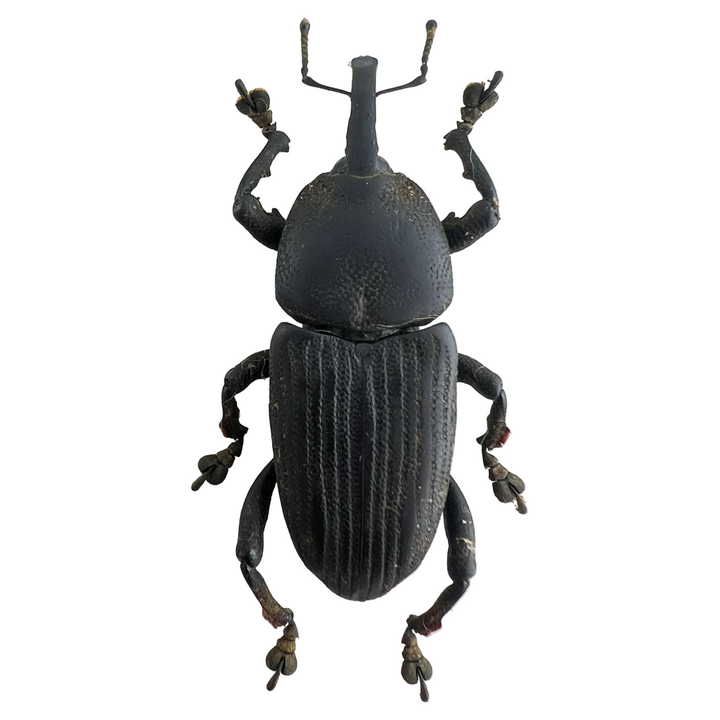Curculionidae sp?