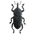 Curculionidae sp?