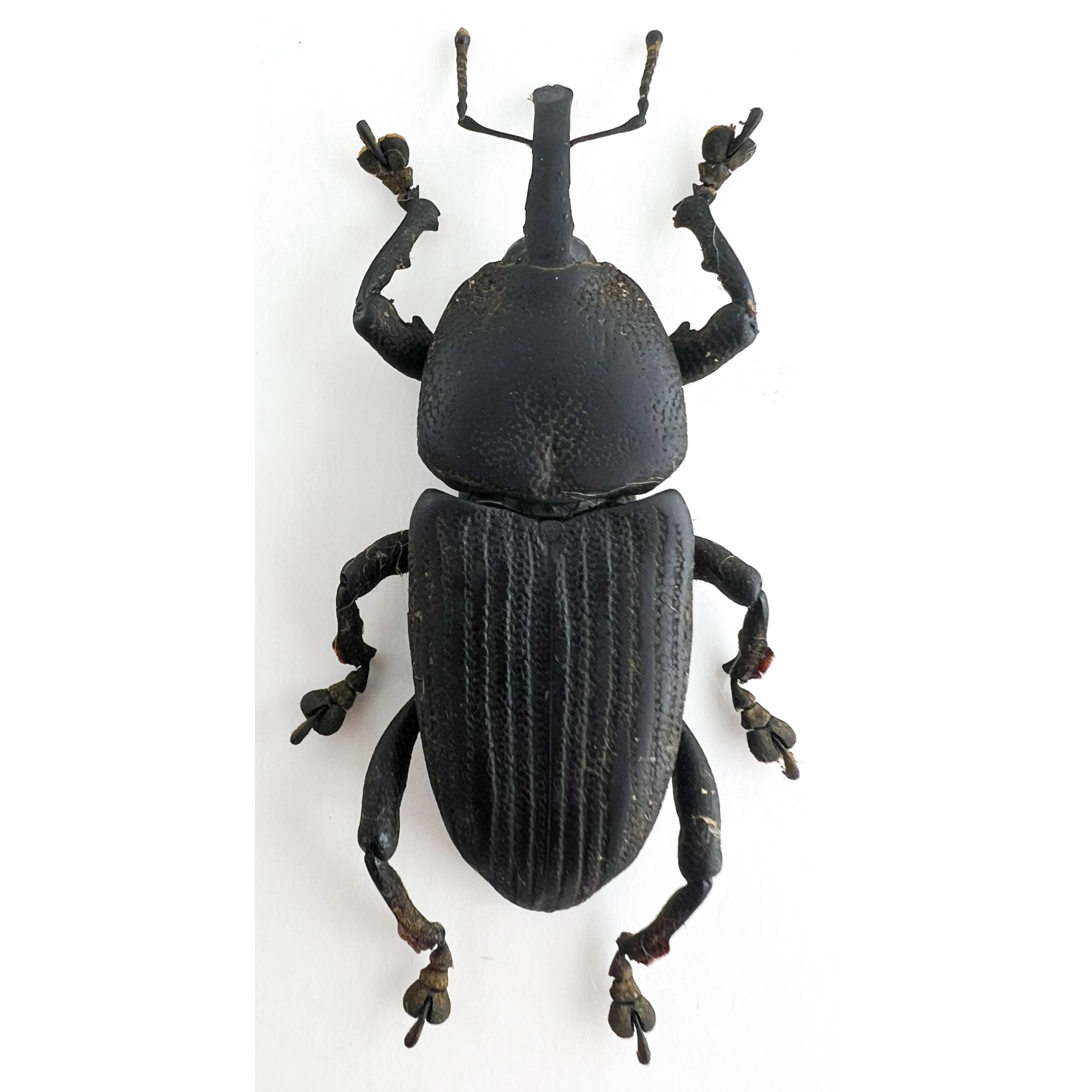 Curculionidae sp?