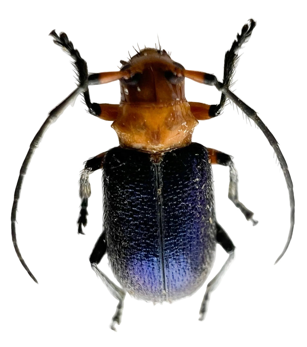Callia criocerina