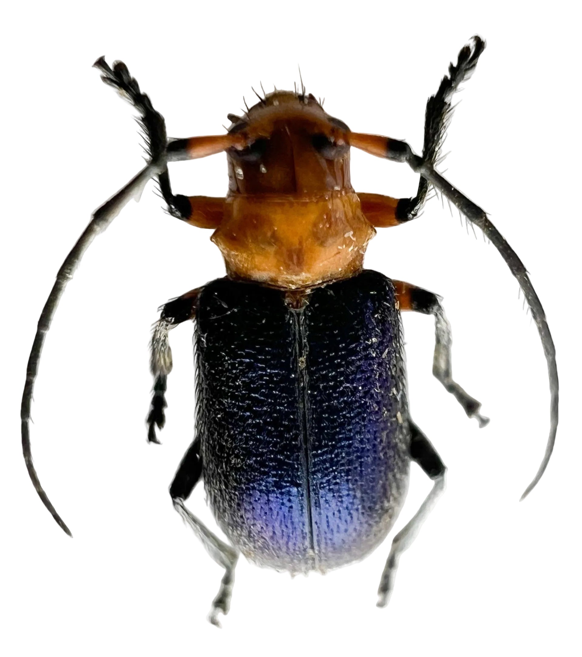 Callia criocerina