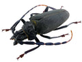 Mallaspis scutellaris female