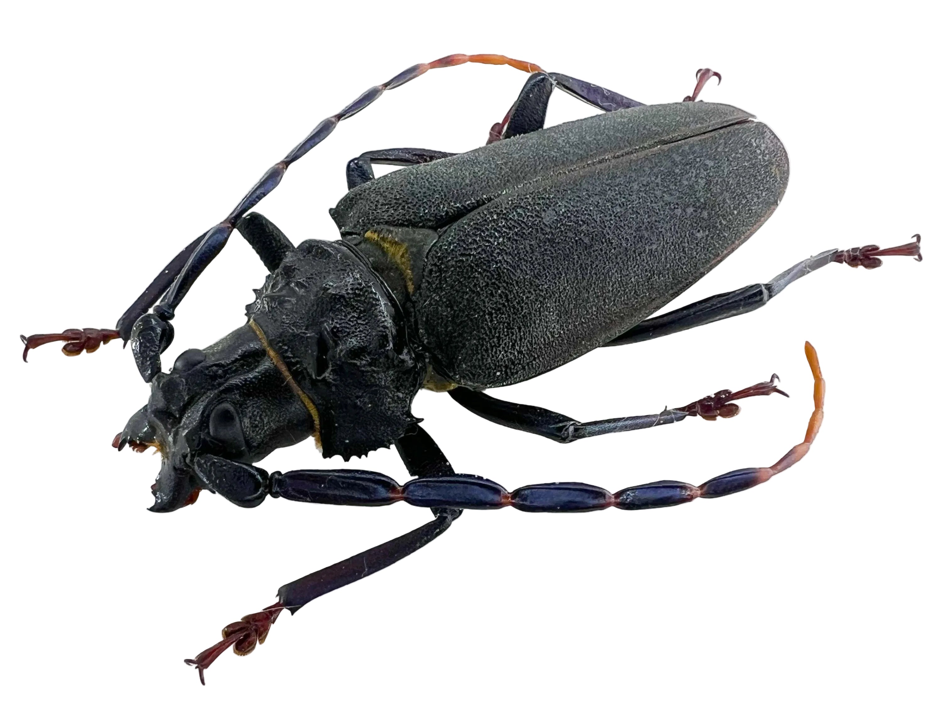 Mallaspis scutellaris female