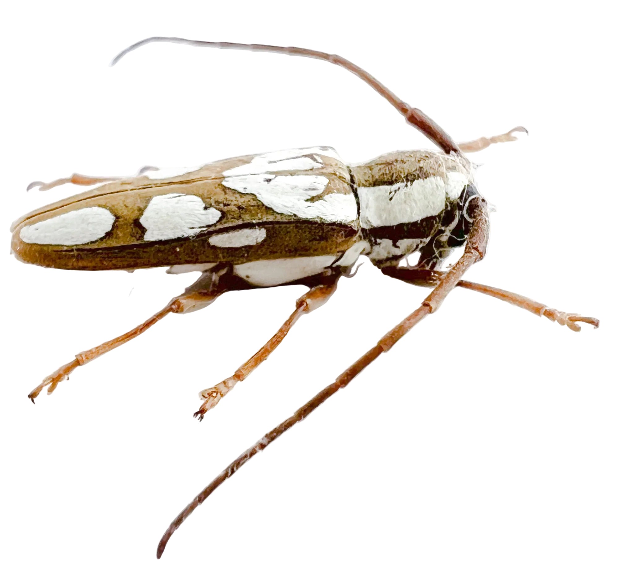 Adesmus turrialba