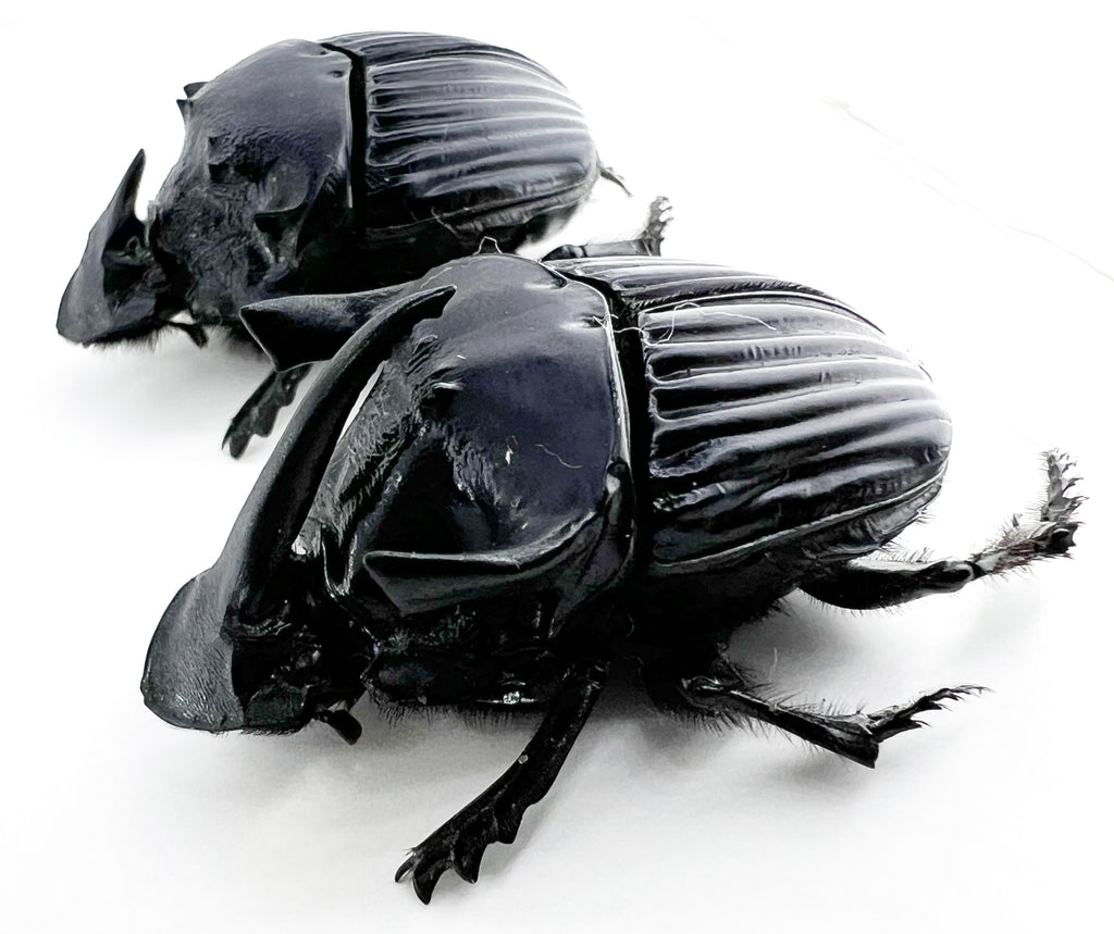 Sulcophanaeus faunus male 41mm/ female 40mm