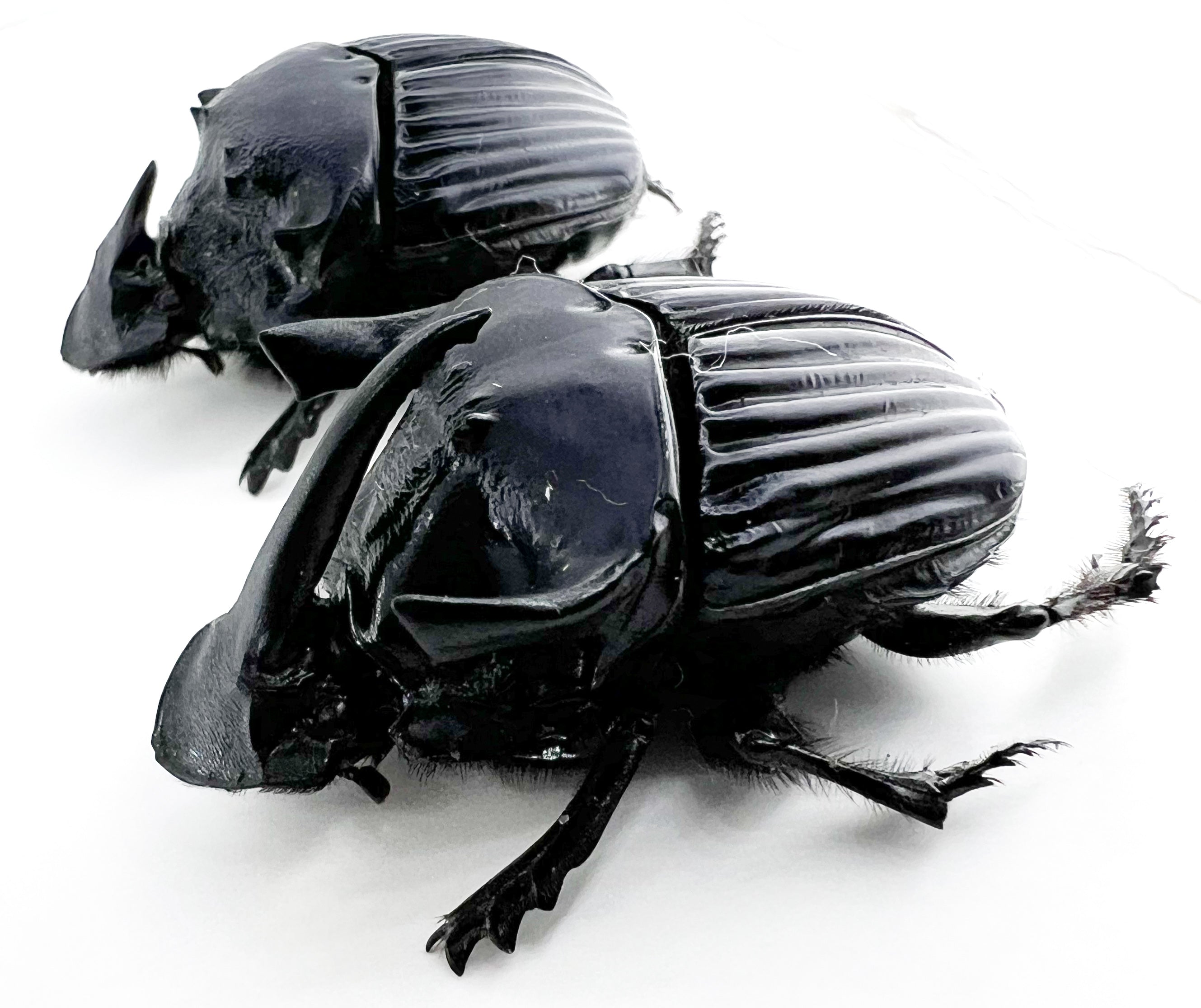 Sulcophanaeus faunus male 41mm/ female 40mm