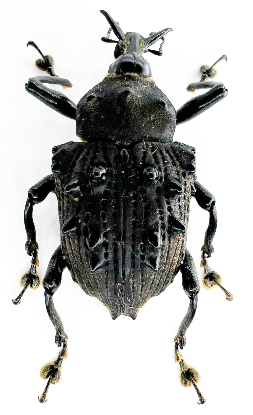Cratosomus sp? Rare with broad spines