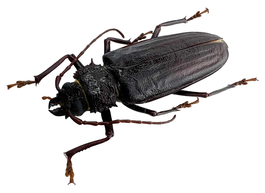 Physopleurus sp??