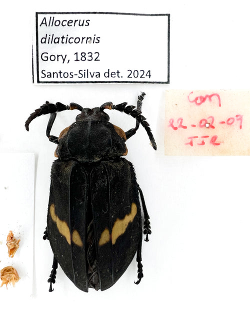 Allocerus dilaticorne holotype