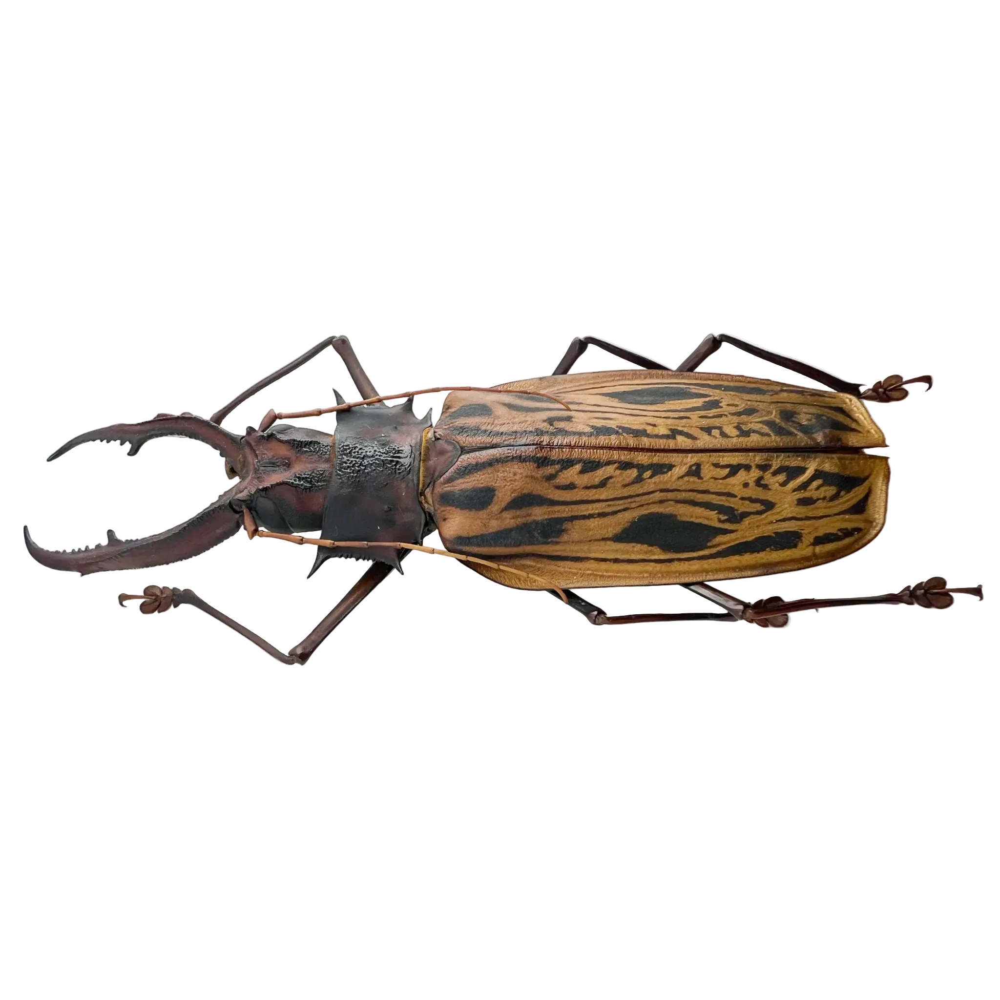 Macrodontia Cervicornis 157mm BIG!!