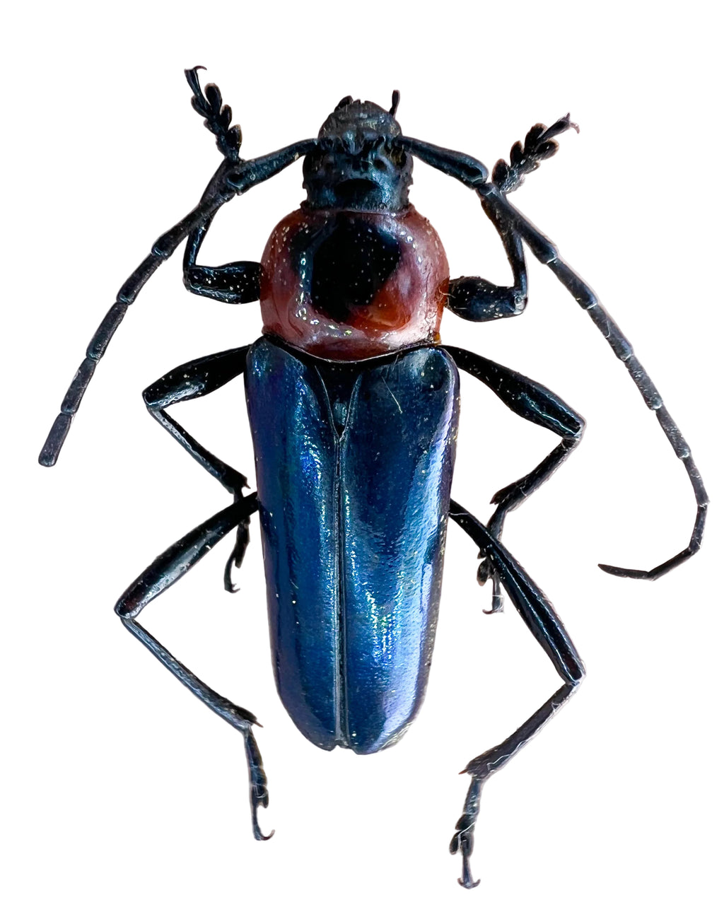 Galissus cyaneipennis