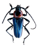 Galissus cyaneipennis