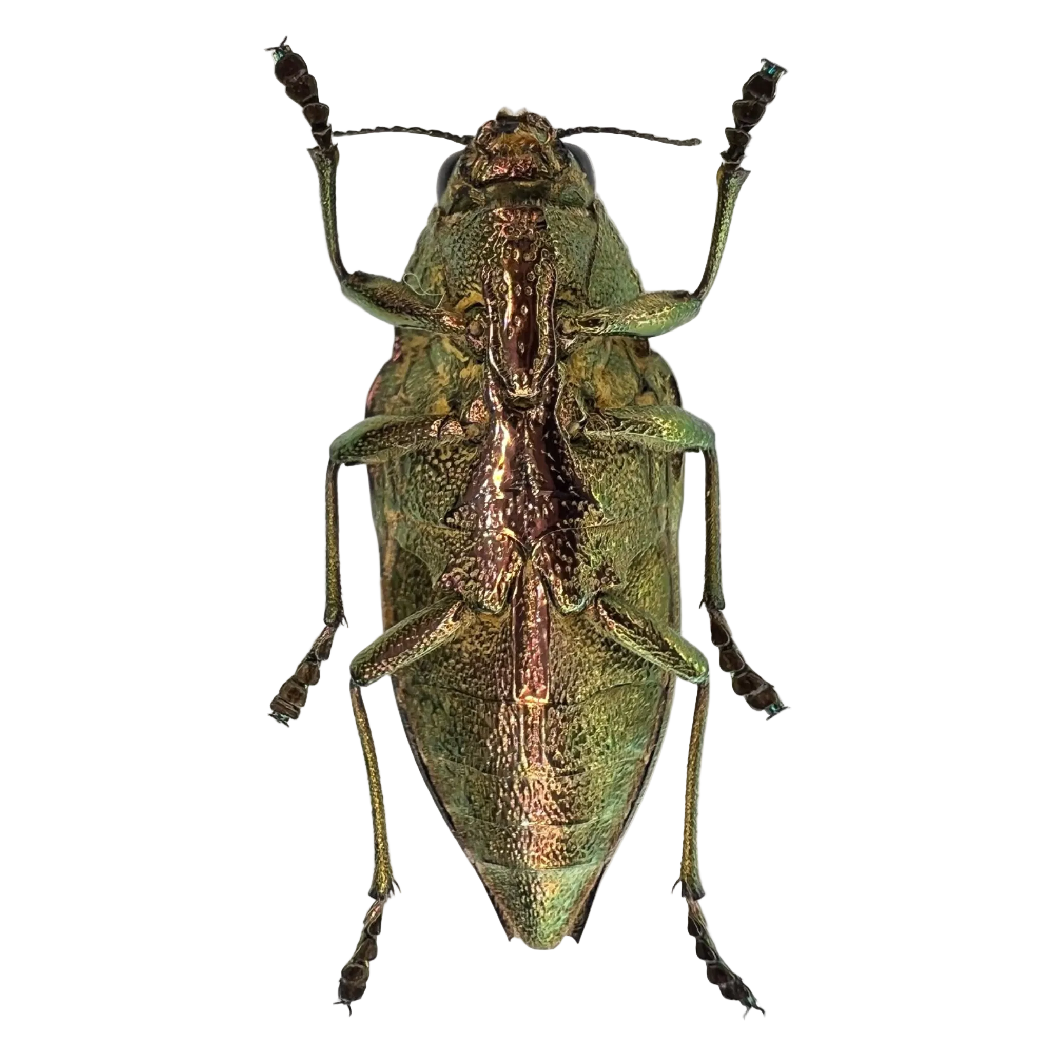 Psiloptera sp?? 28mm