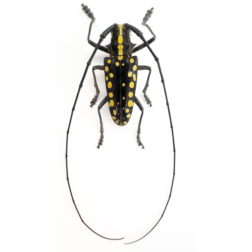 Taeniotes farinosus/ÓBIDOS
