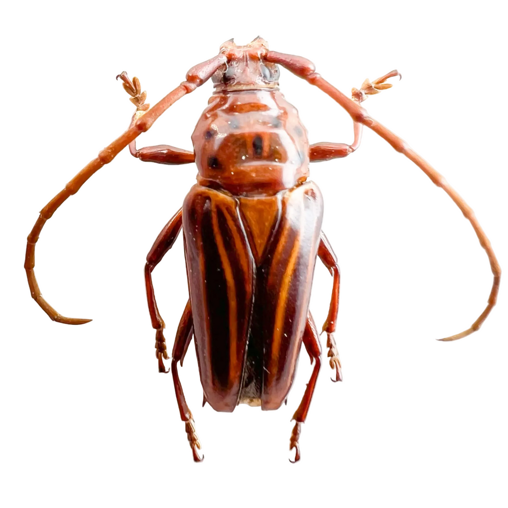 Oxymerus aculeatus